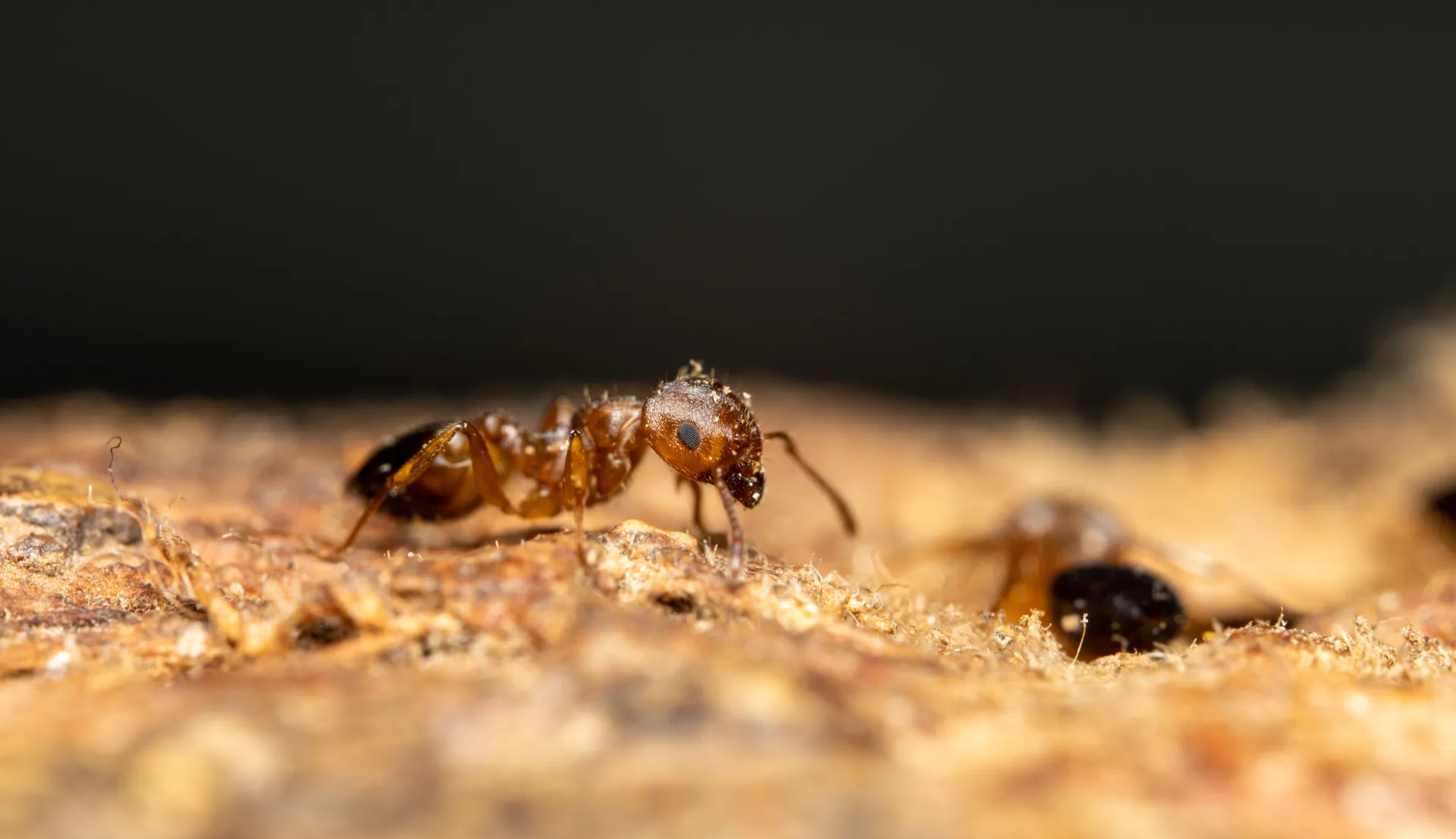 Professional ant control service in Toronto