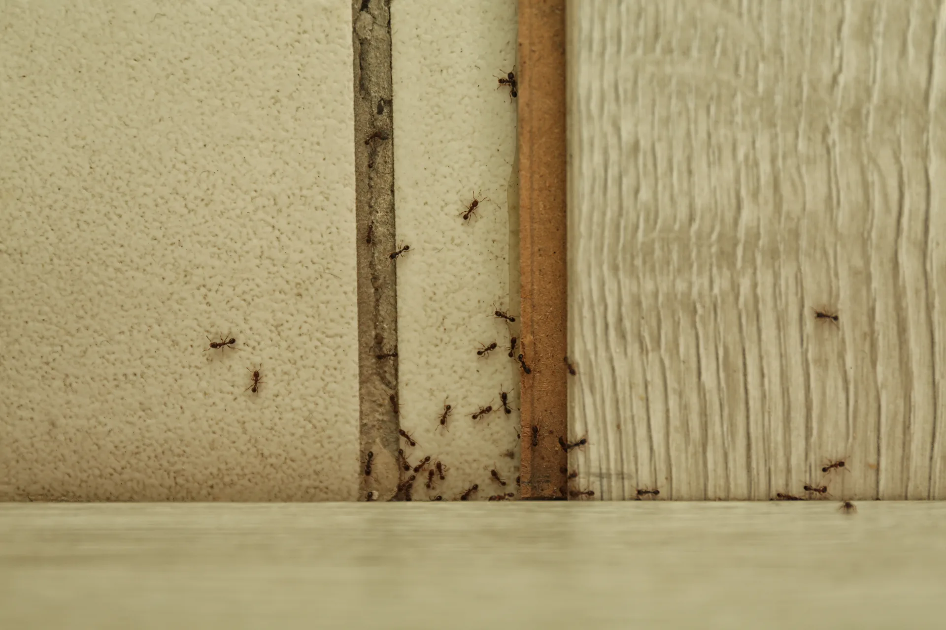 Ant Control treatment process serving Toronto homes