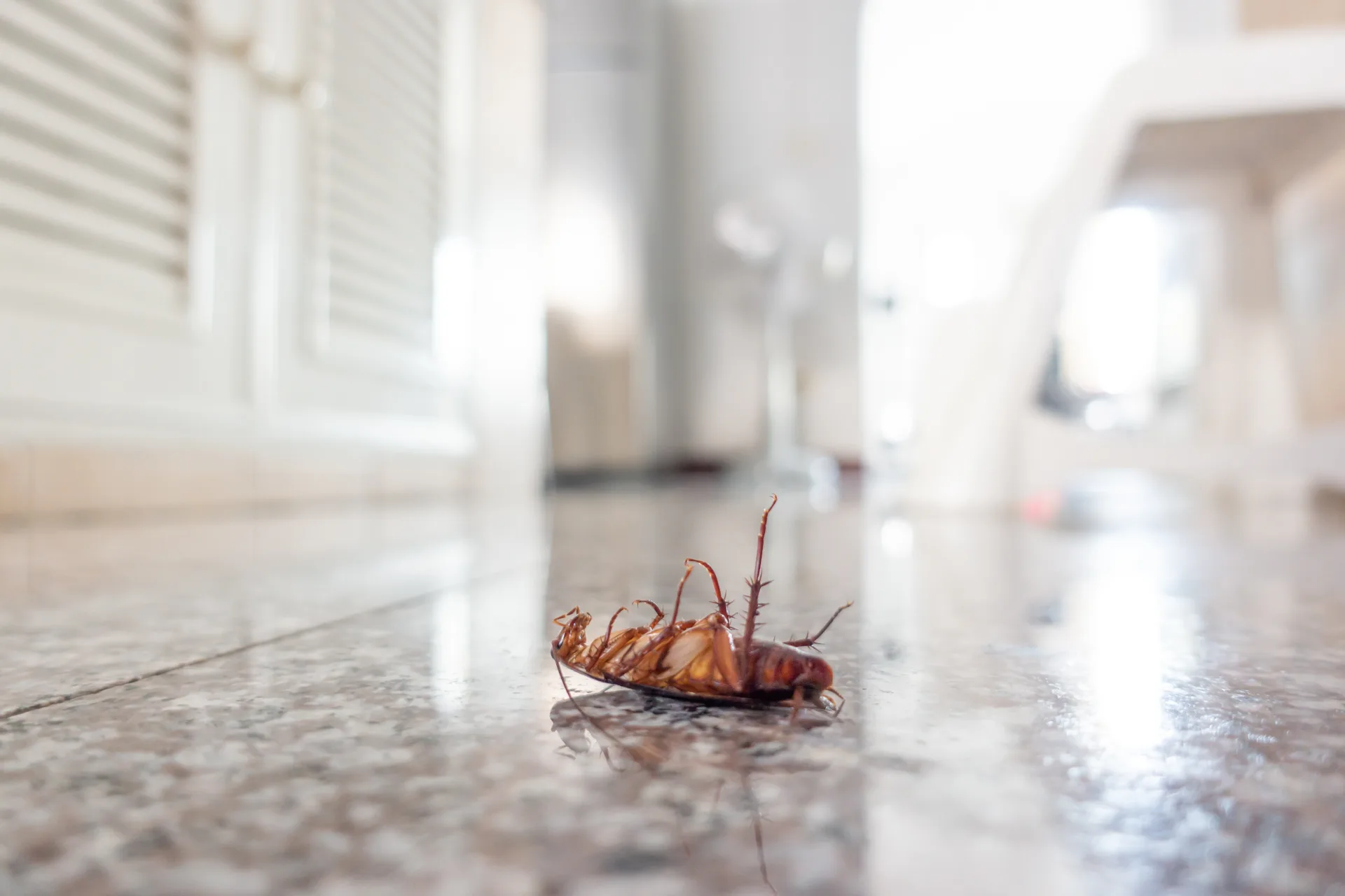 Bugsway cockroach control services in Markham
