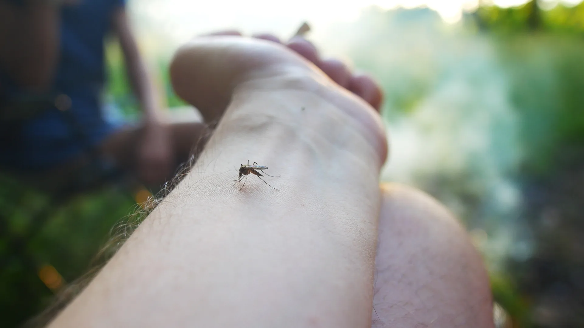 Professional mosquito control service in Mississauga