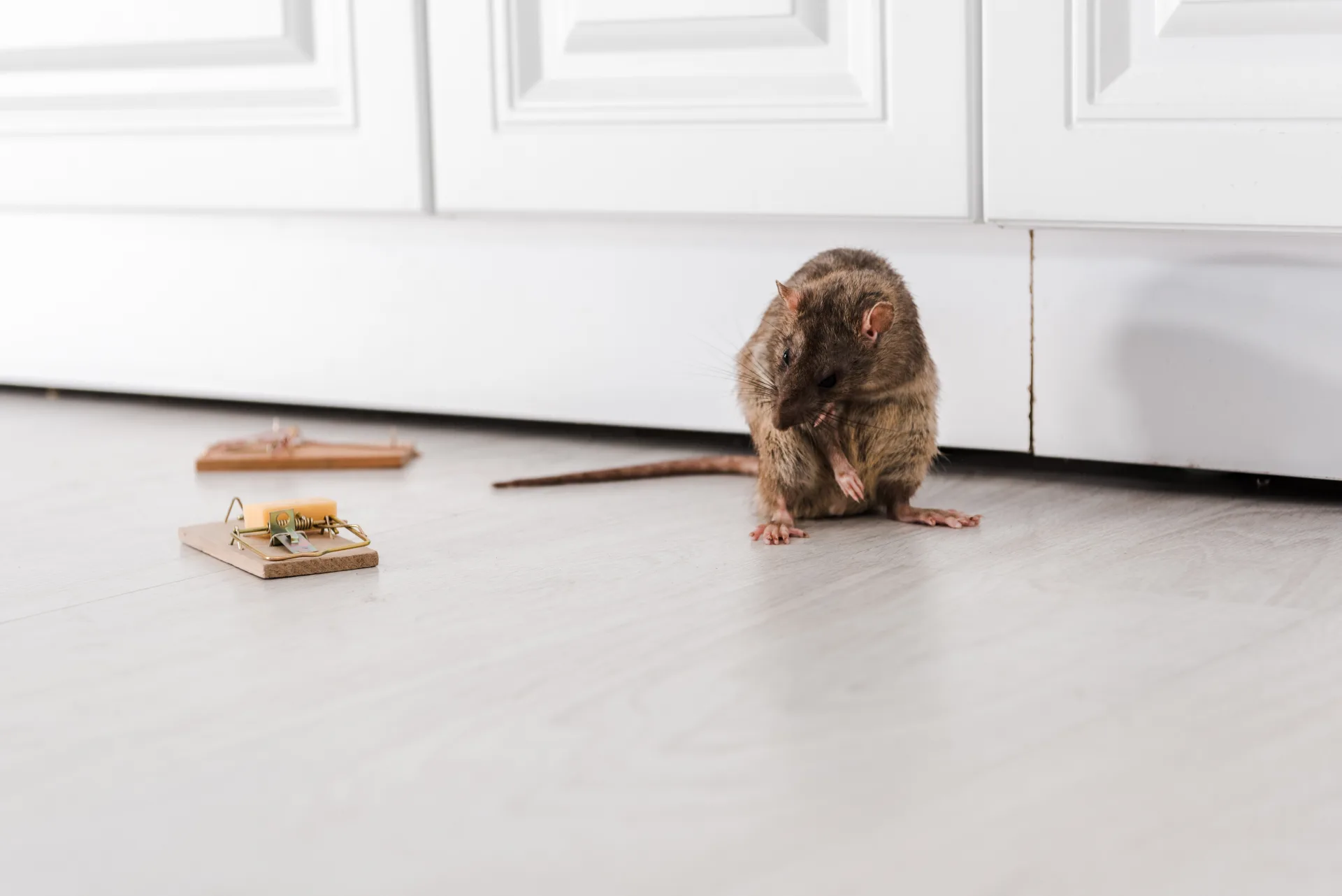 Rodent Control treatment process serving Brampton homes