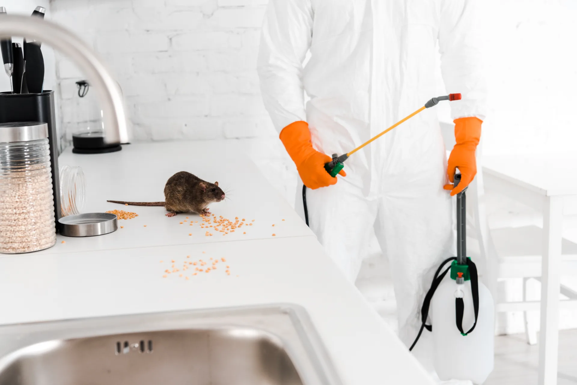 Bugsway rodent control services in Vaughan