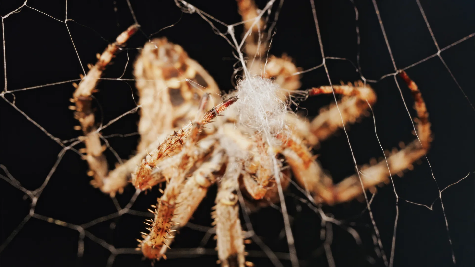 Spider Control treatment process serving Burlington homes