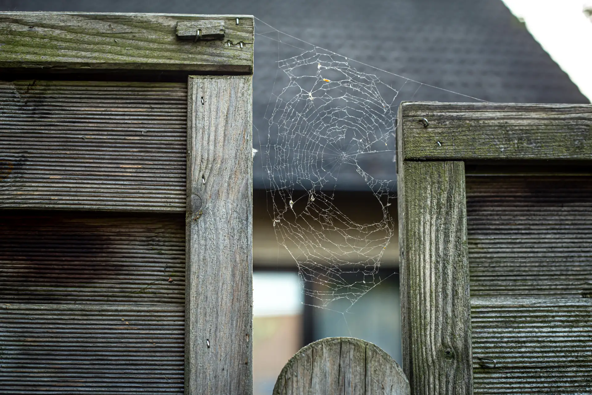 Spider Control treatment process serving Markham homes