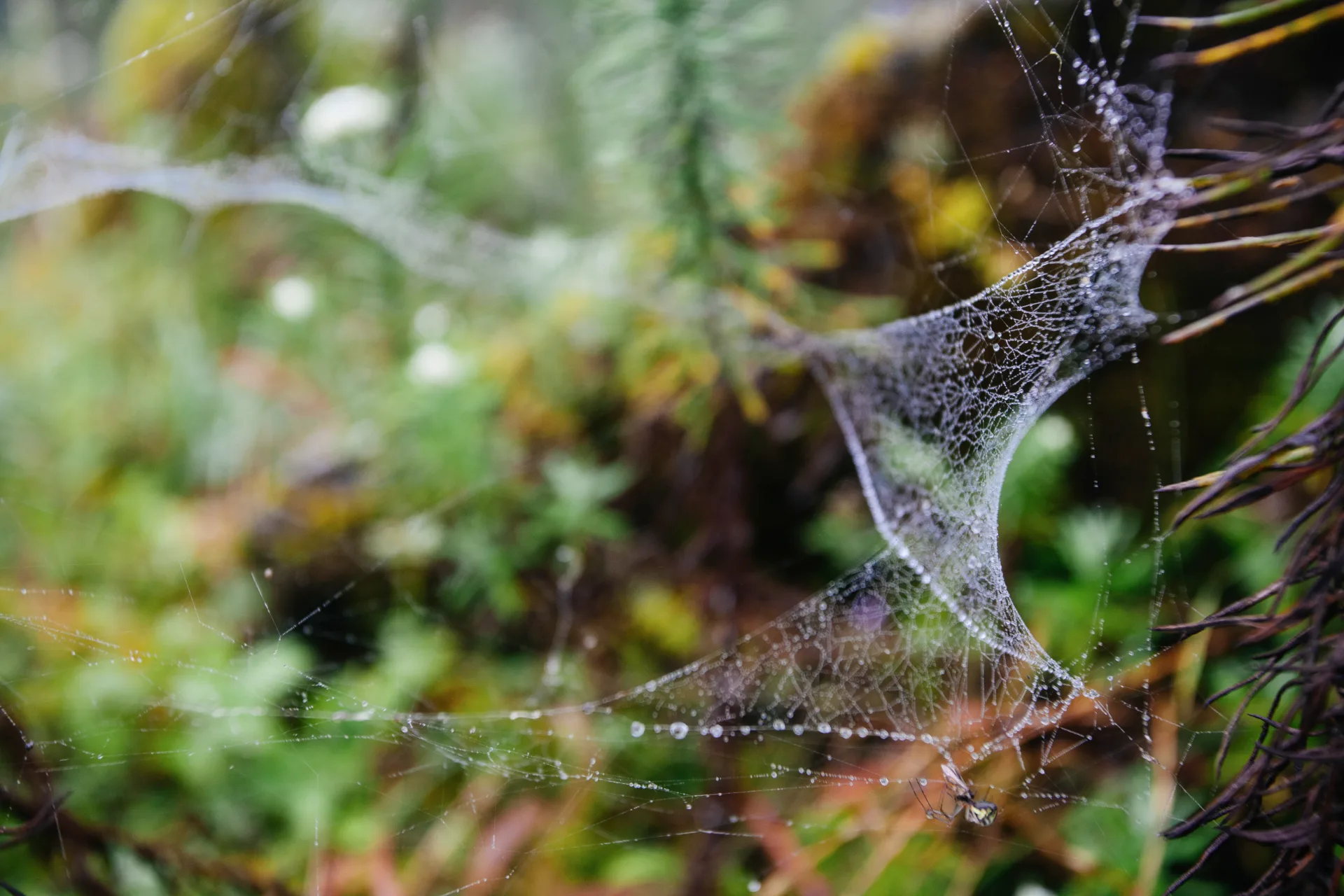 Bugsway spider control specialists serving Mississauga - professional pest control