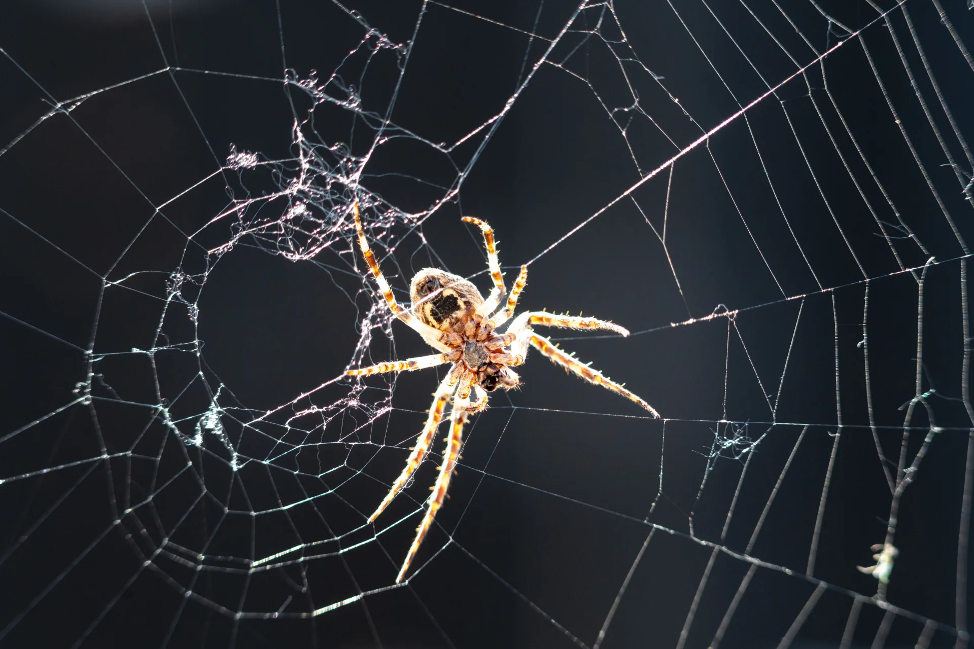 Spider Control treatment process serving Oakville homes