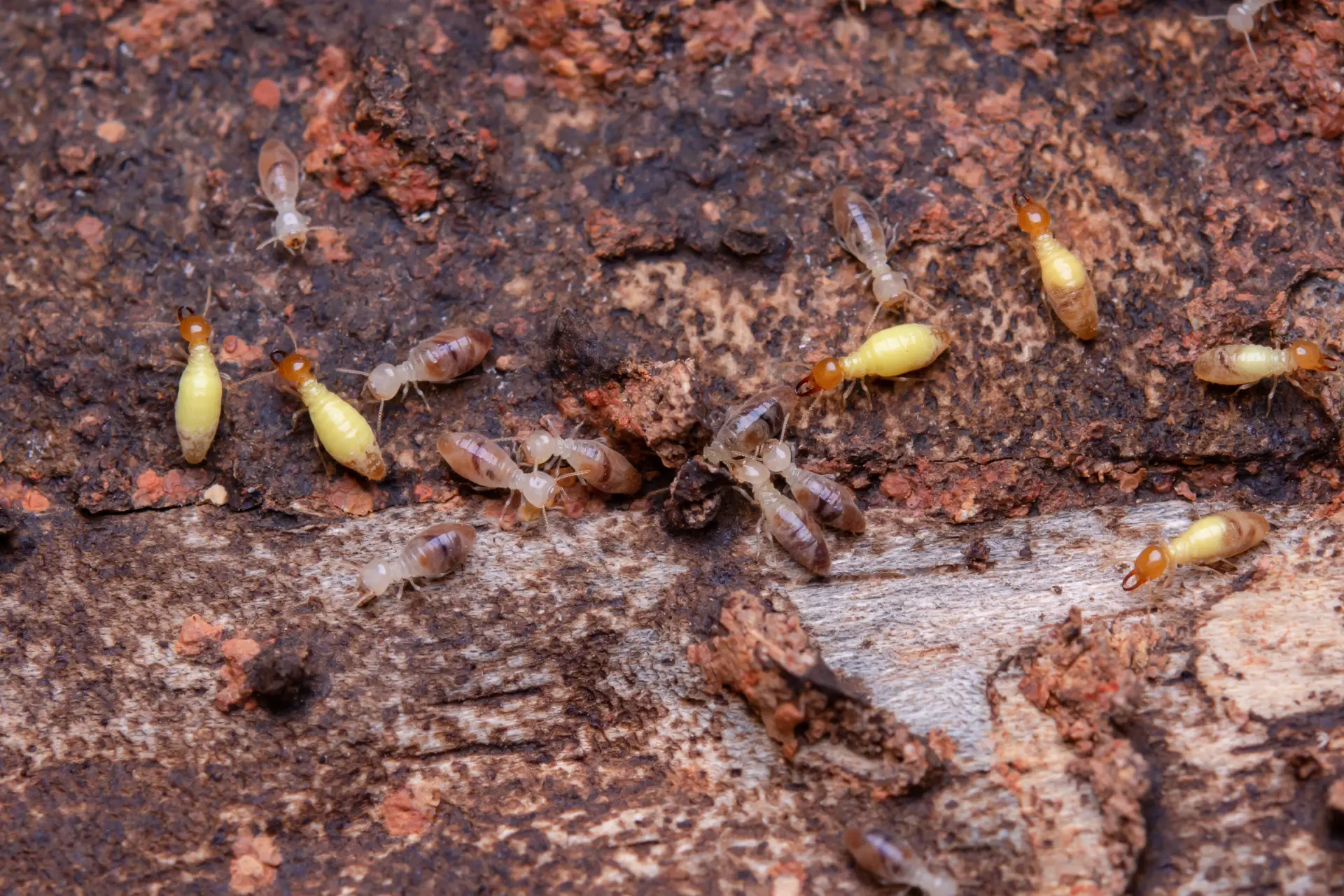 Professional termite treatment service in Toronto