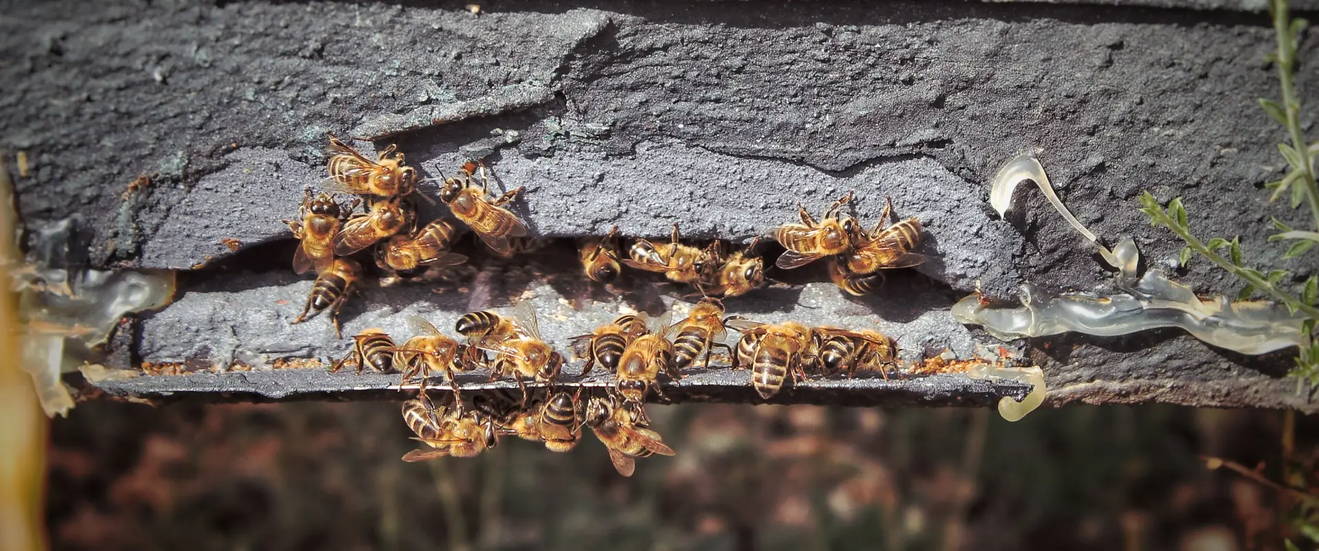 Bugsway wasp & bee removal specialists serving Brampton - professional pest control