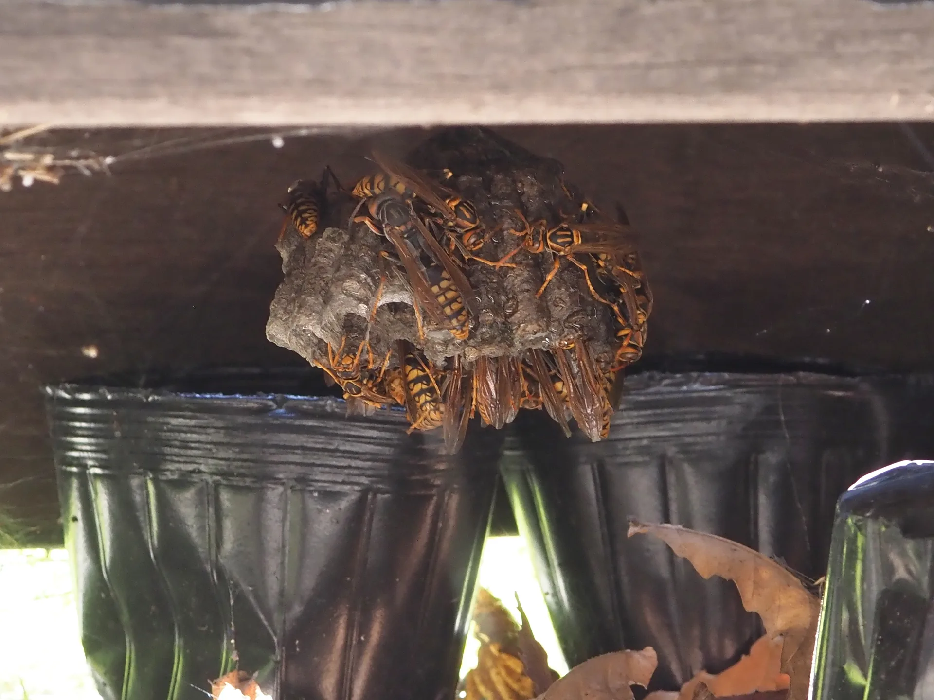 Wasp & Bee Removal treatment process serving Brampton homes