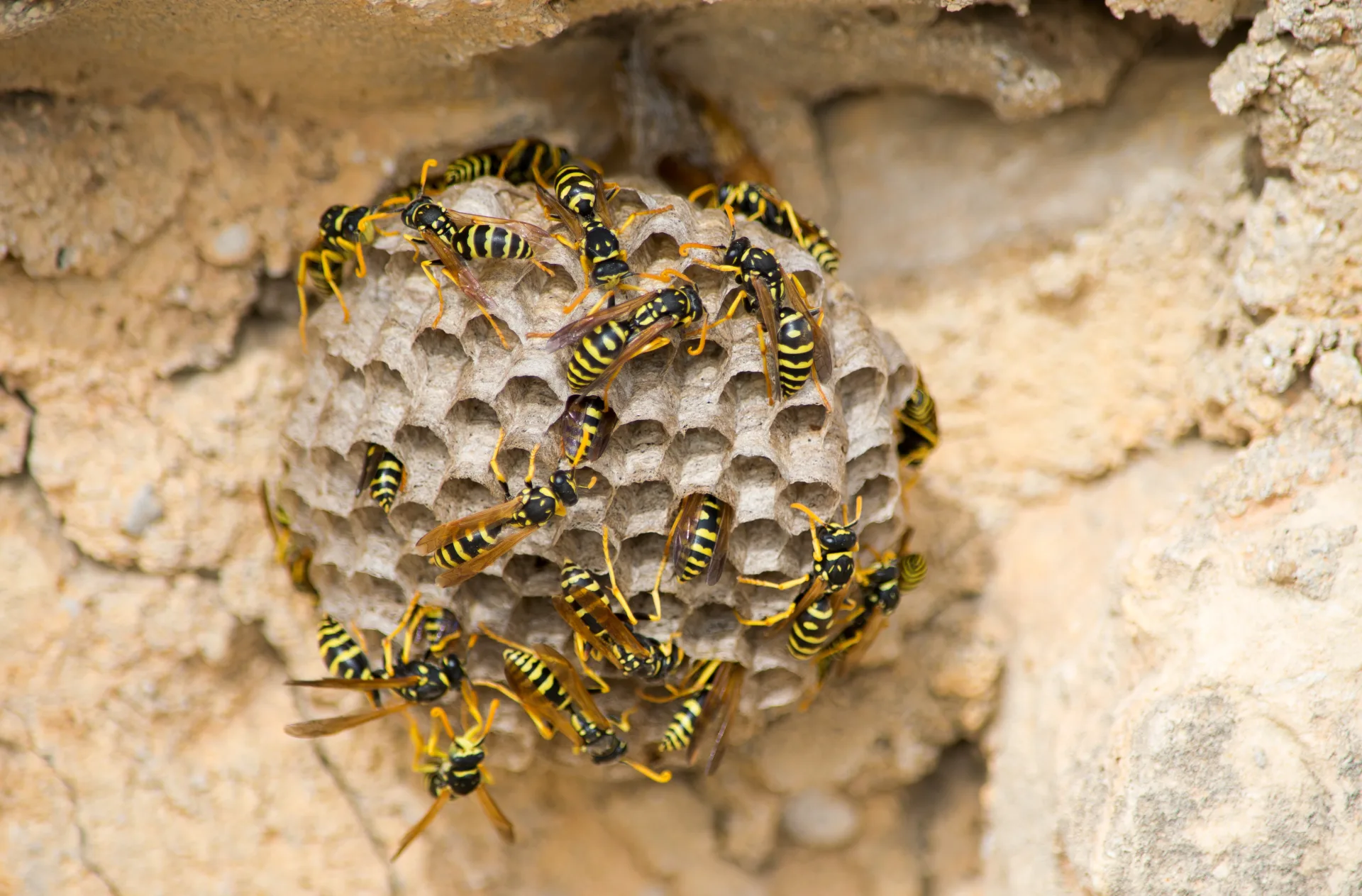 Professional wasp & bee removal service in Markham