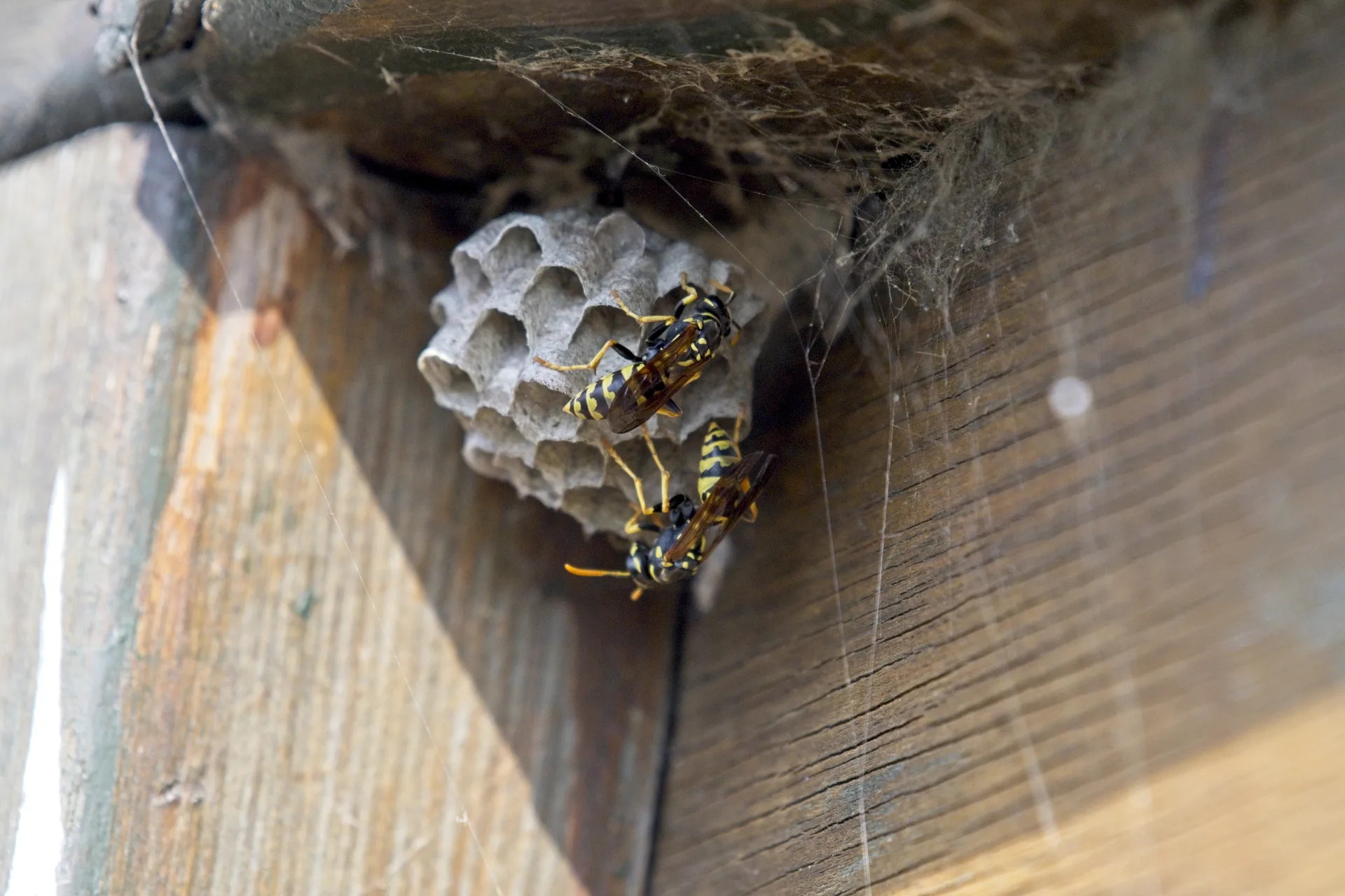 Professional wasp & bee removal service in Richmond Hill