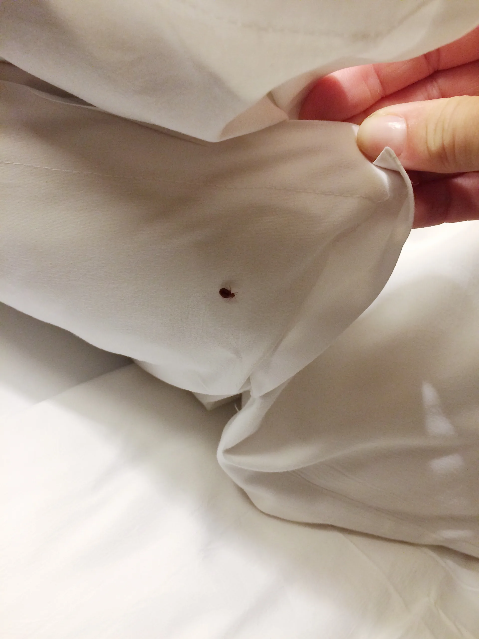 Why Choose Bugsway for Bed Bug Chemical Treatment | Bugsway Bed Bug Treatment