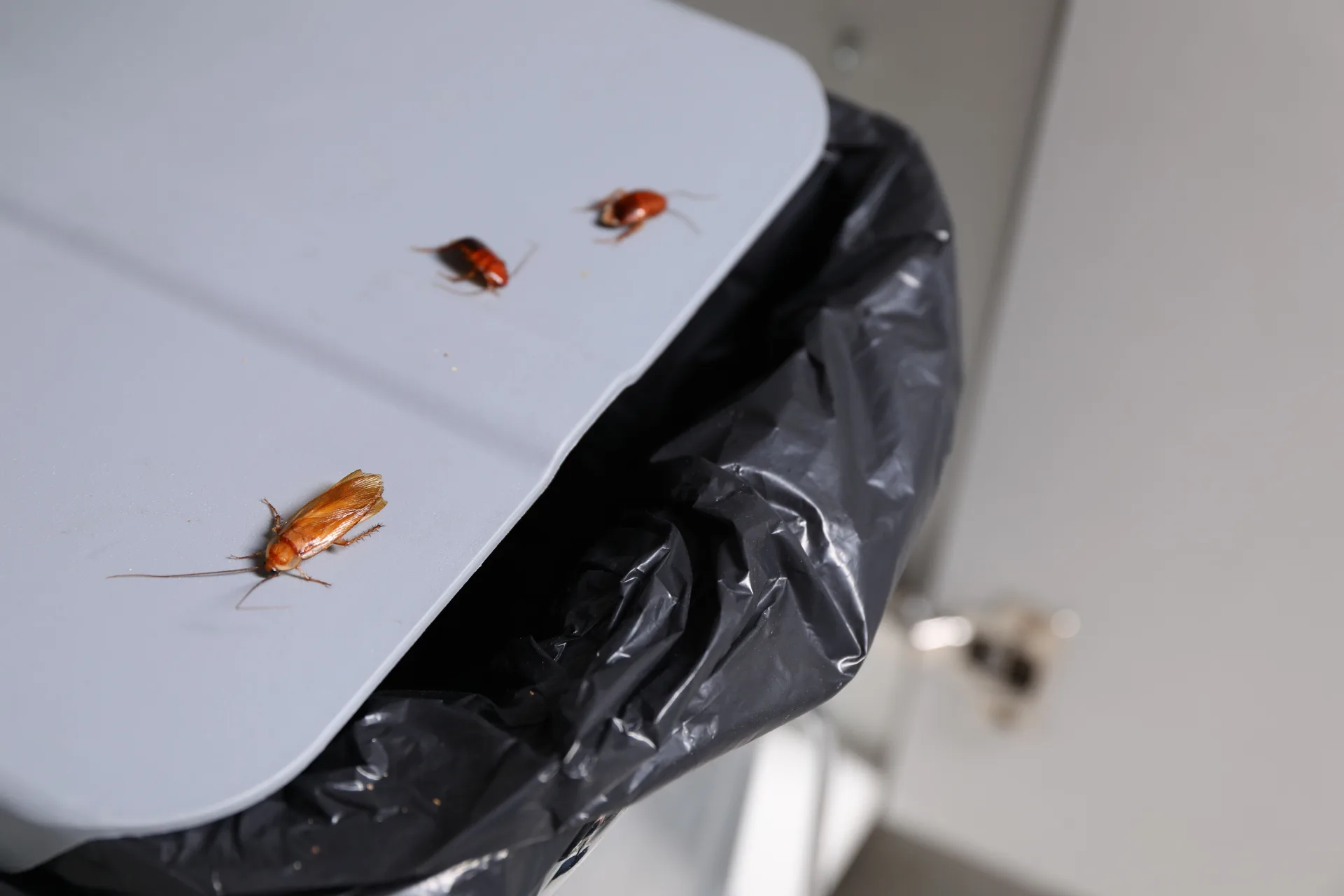 After Cockroach Treatment: Preventing Re-Infestation | Bugsway Cockroach Control