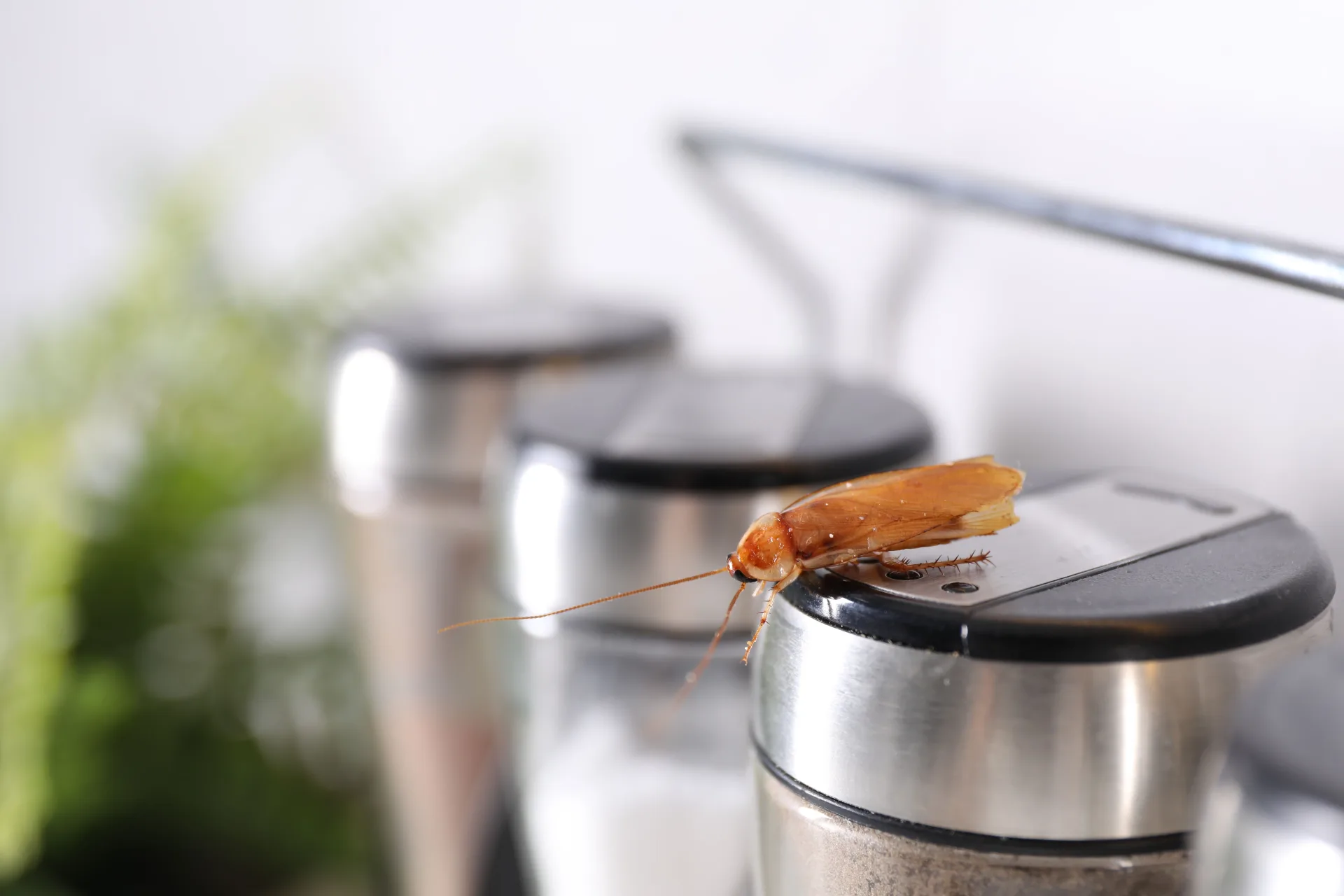 Why German Cockroaches Are the Hardest Pest to Eliminate | Bugsway Cockroach Control