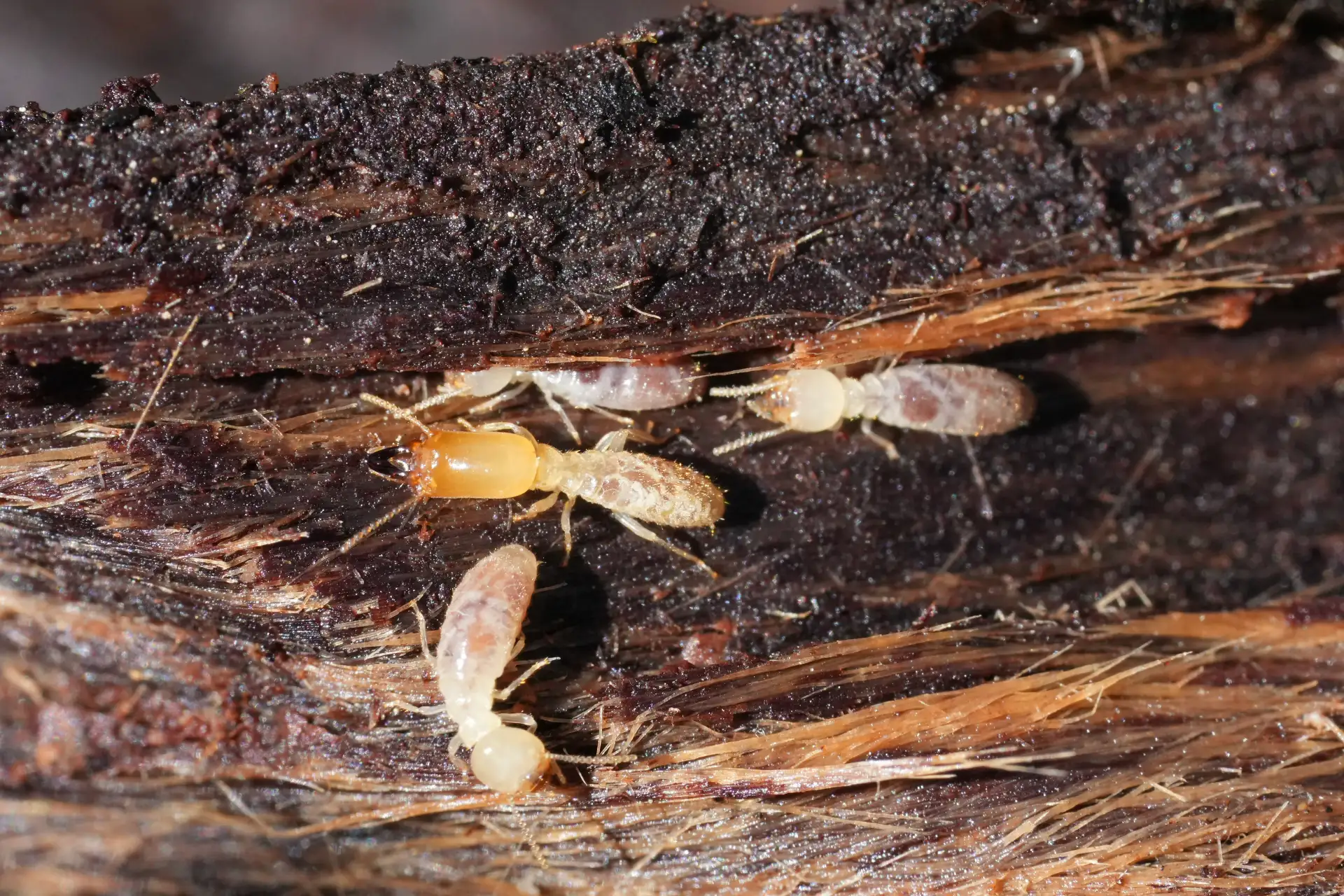 Termite Inspections for Toronto Homebuyers and Sellers | Bugsway Termite Treatment