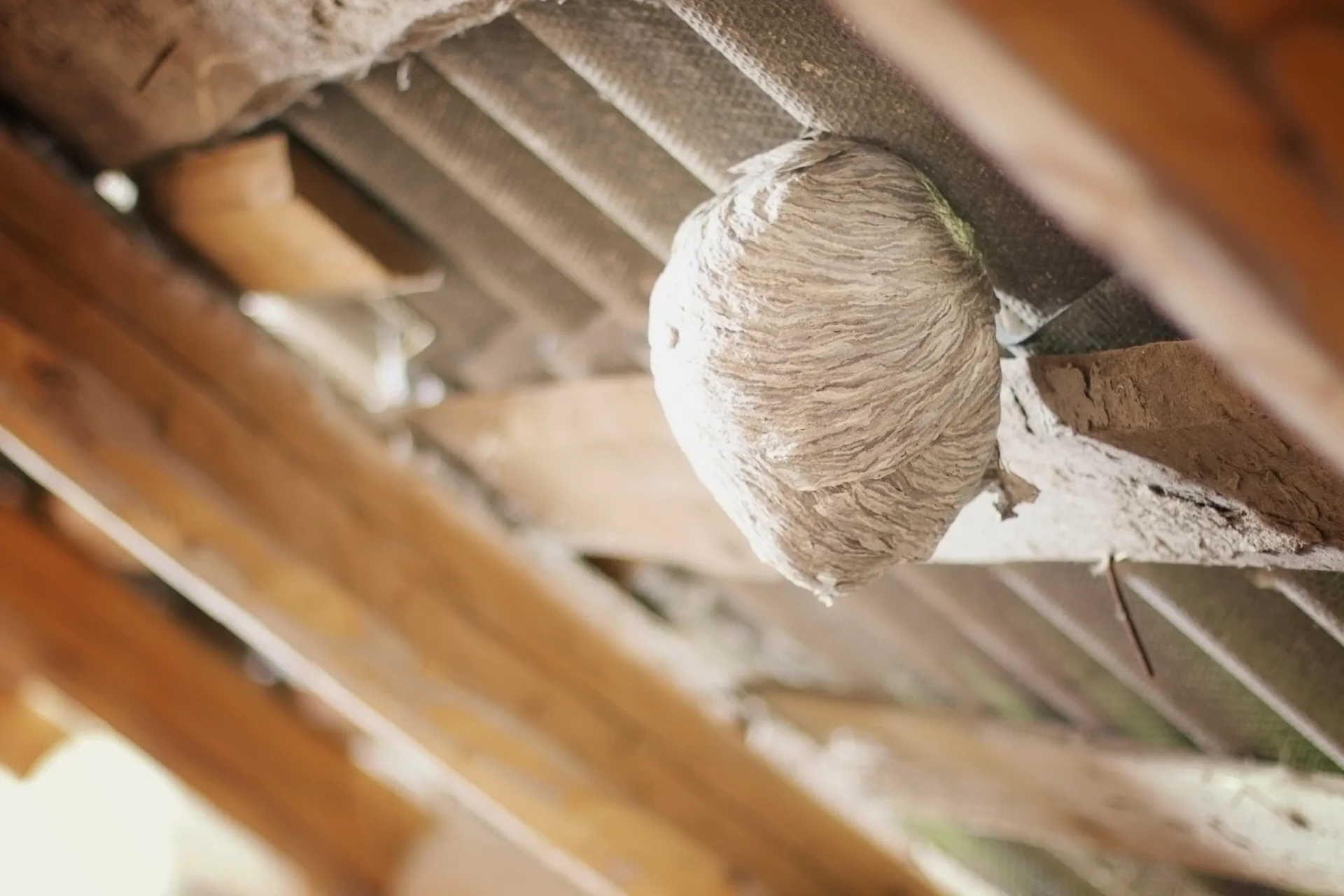 Wasp Nest Removal Safety: Why Protective Equipment Matters | Bugsway Wasp Bee Removal