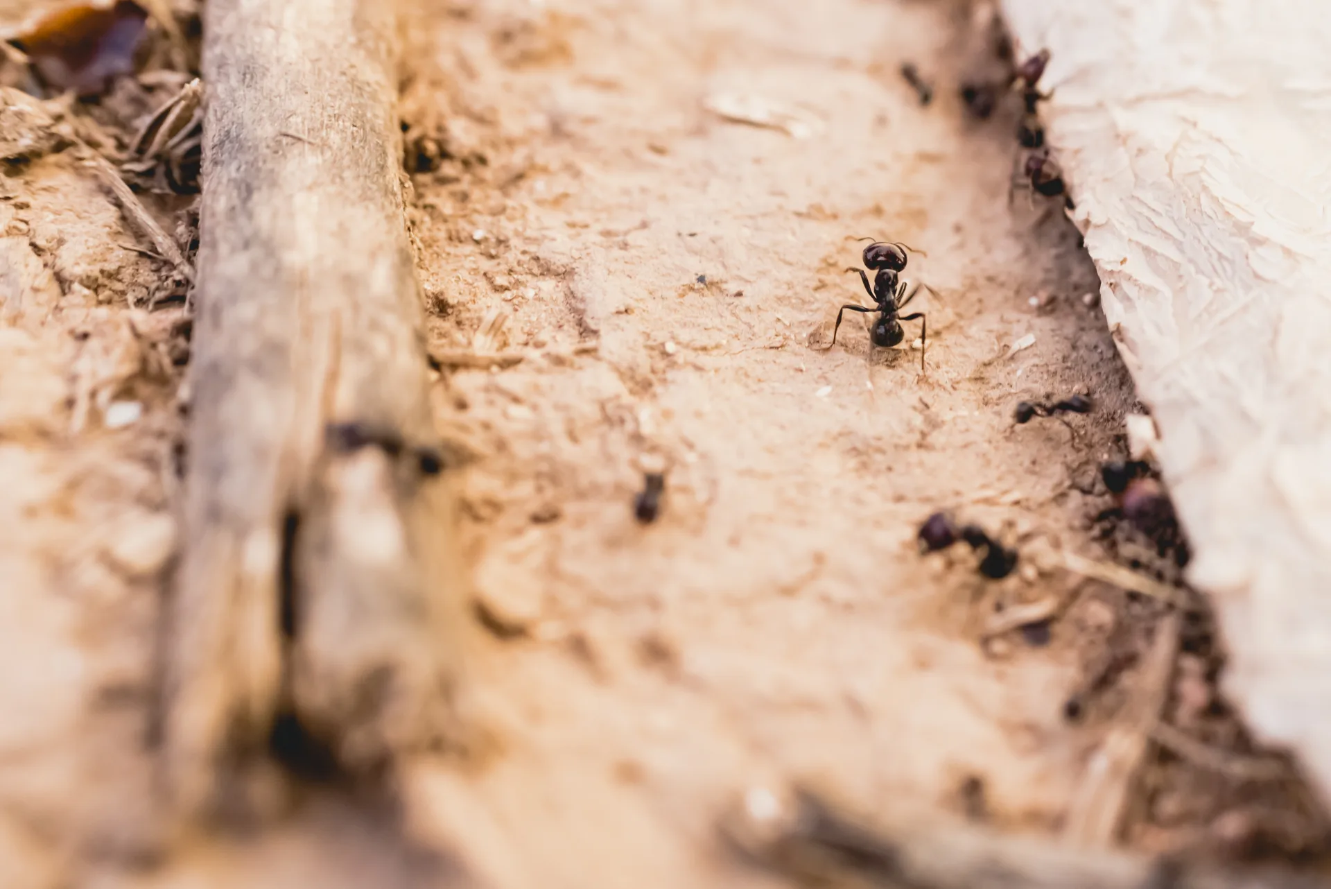 Serving Ant Control Across Toronto and the GTA | Bugsway Ant Control