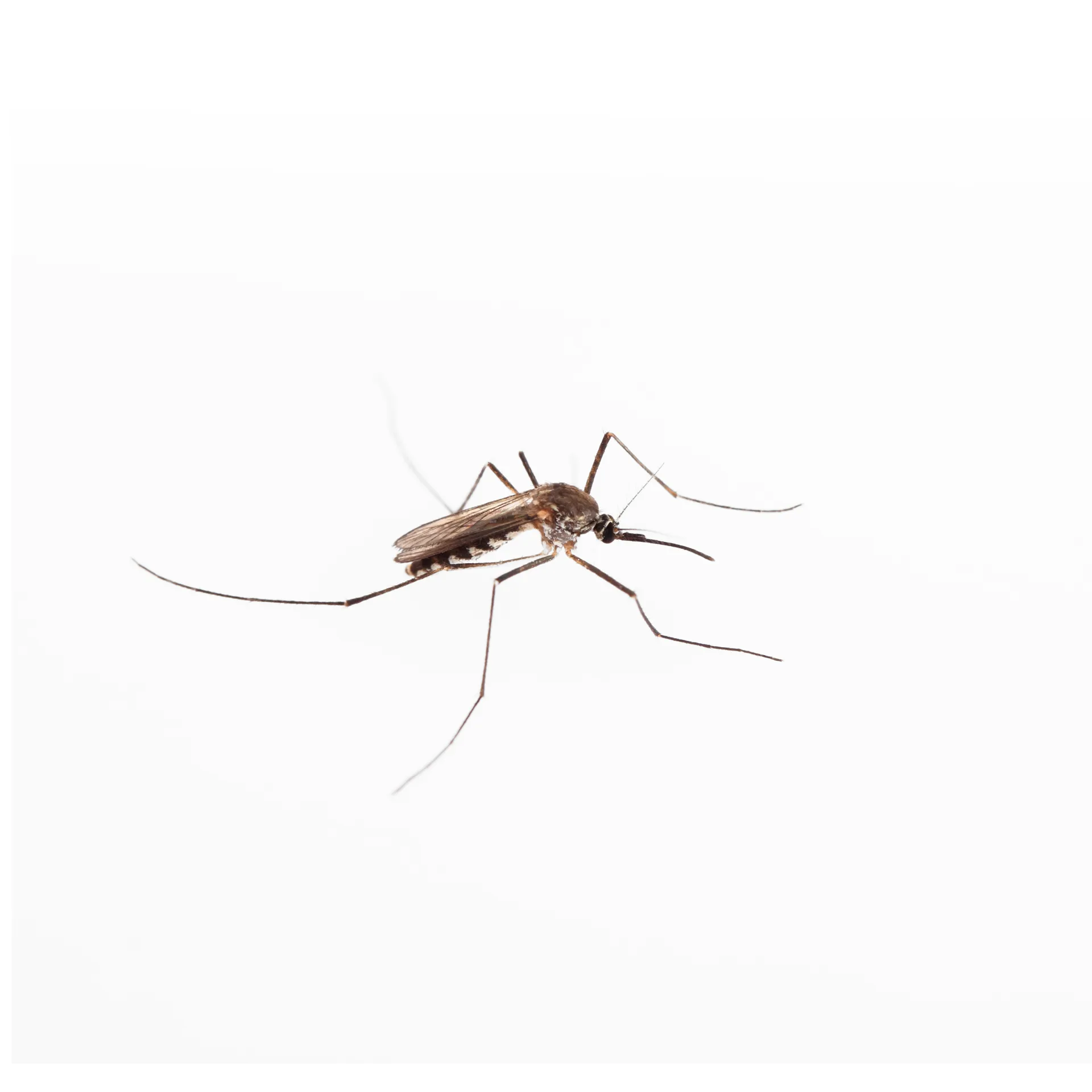 Barrier Spray Application Timing and Frequency for Toronto | Bugsway Mosquito Control