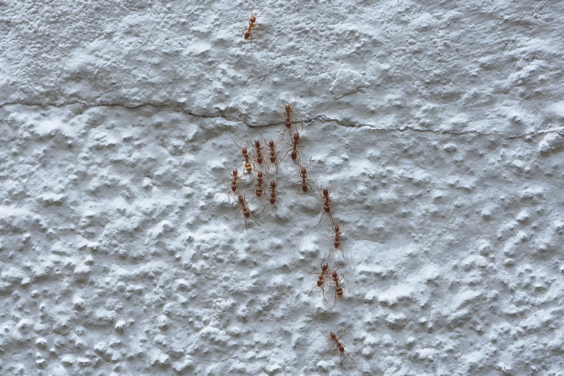 Pavement Ant Treatment for Condos and Multi-Unit Buildings | Bugsway Ant Control