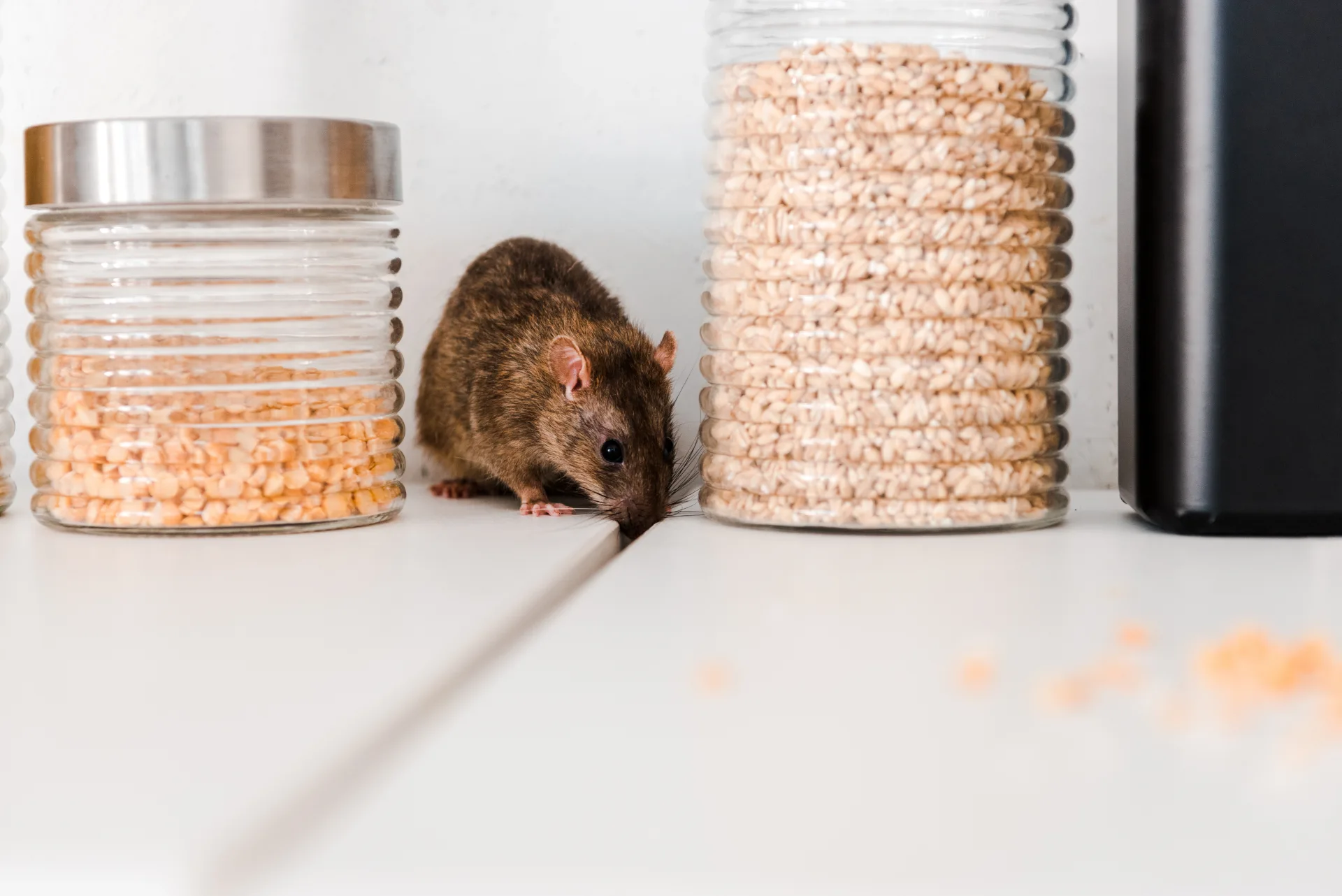 Professional rat extermination service Toronto GTA