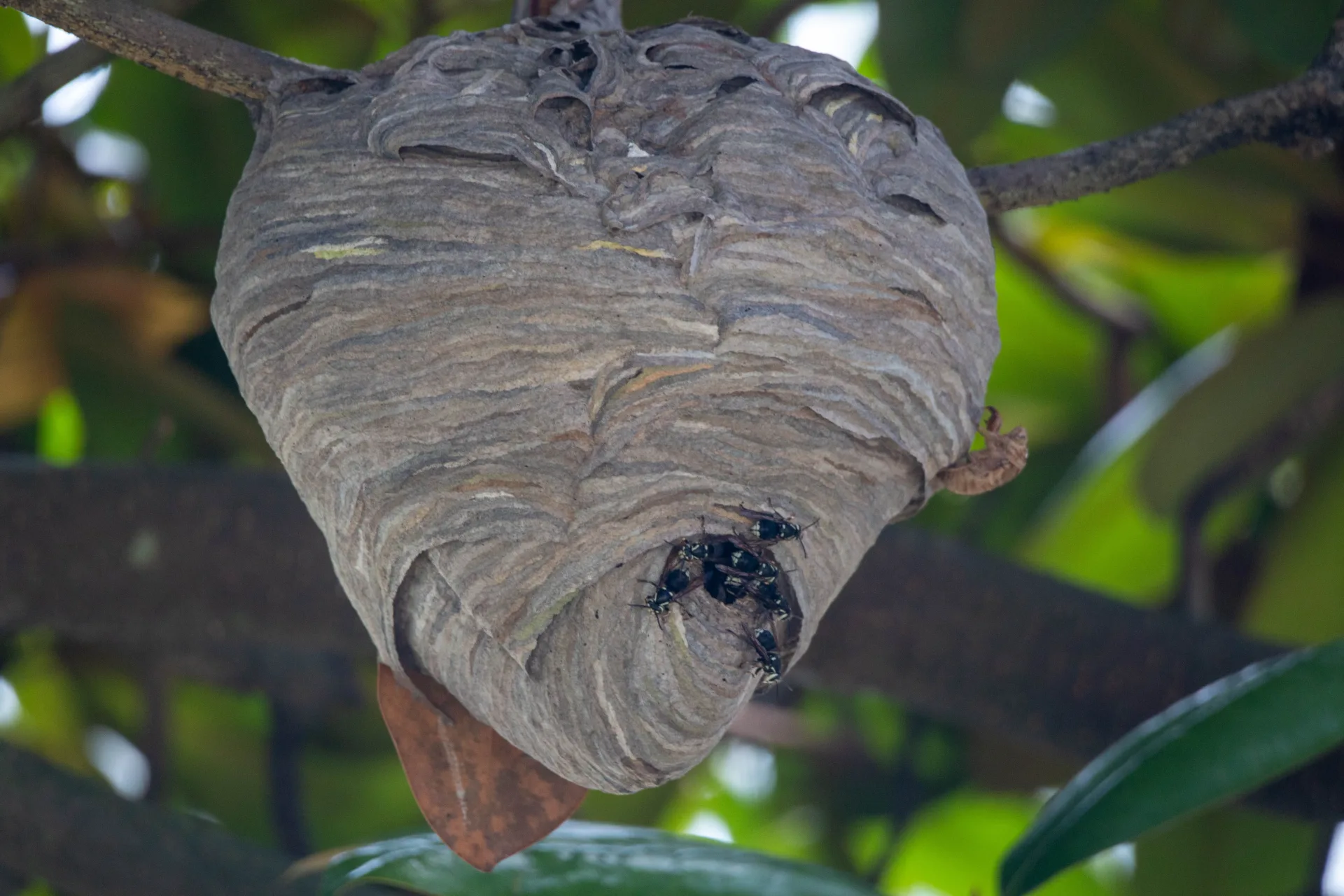 Wasp Nest Development: From Golf Ball to Basketball | Bugsway Wasp Bee Removal