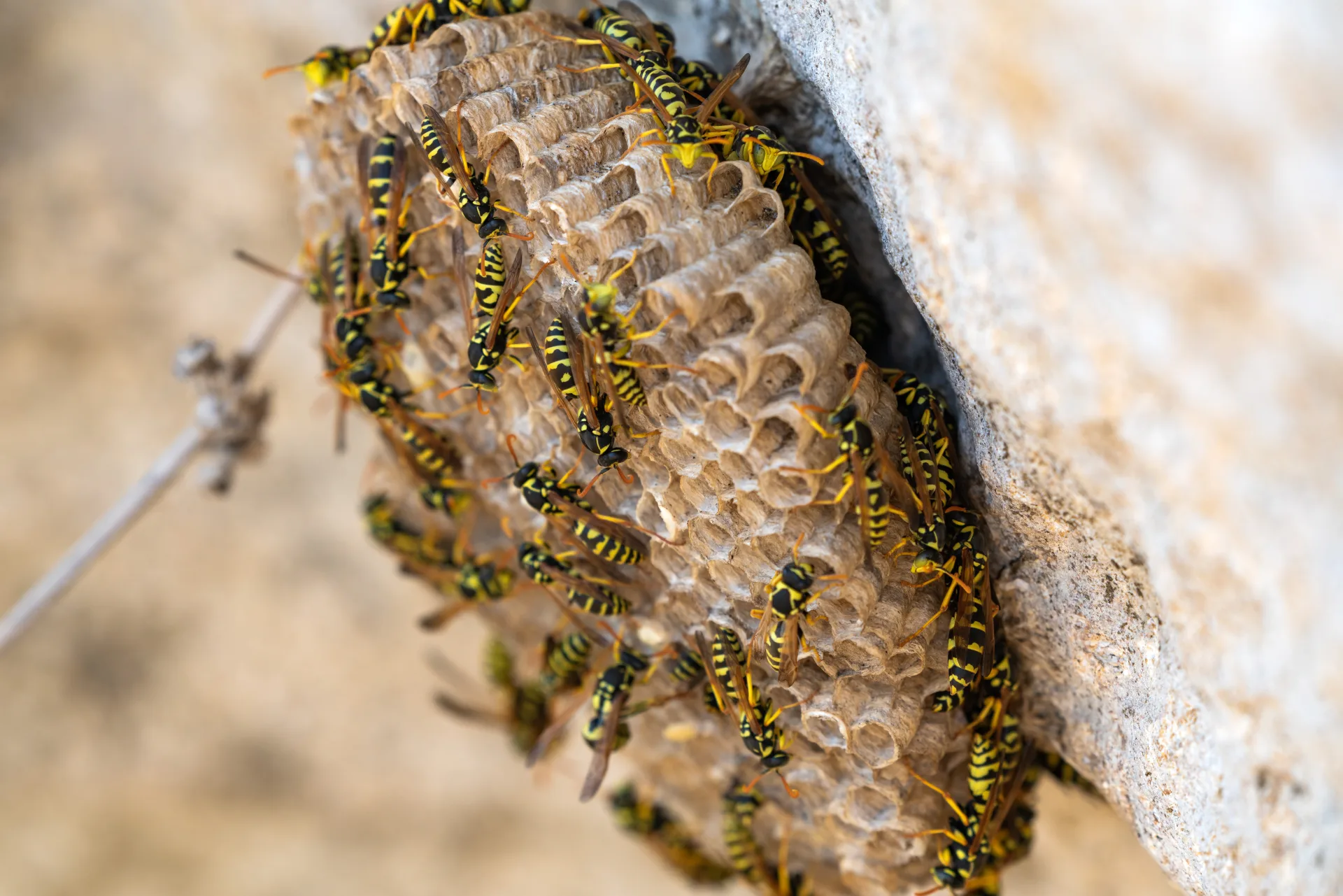 Wasp Nest Removal treatment process by Bugsway certified technician