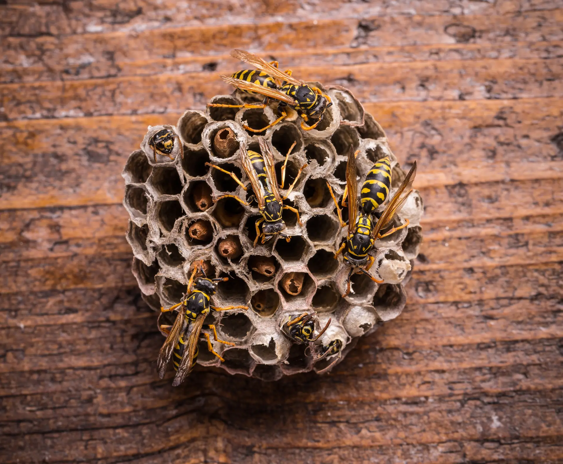 Bugsway licensed technician applying insecticidal dust to wasp nest at dusk