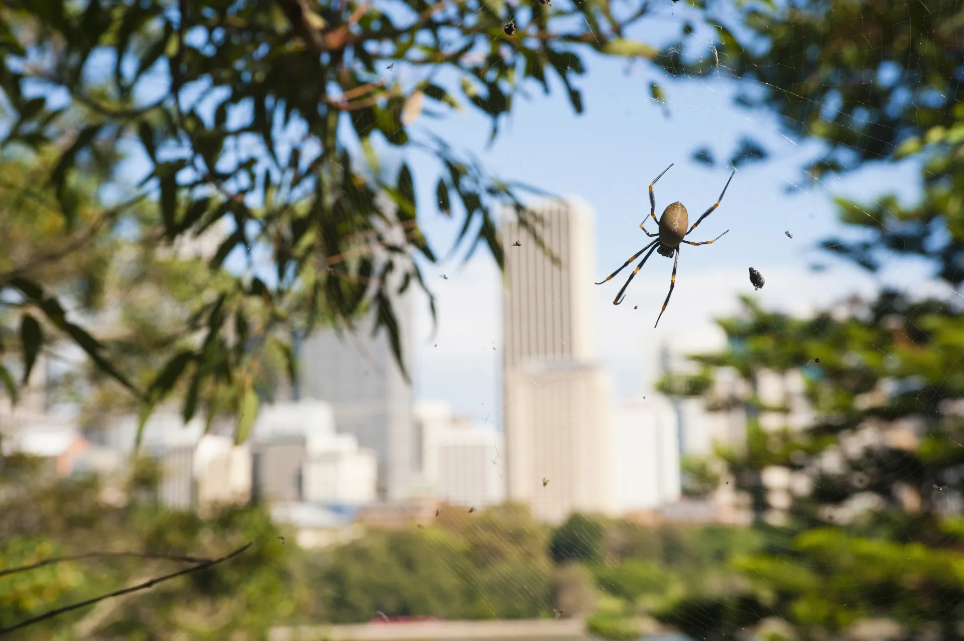 Wolf Spider Identification: Are These Scary Spiders Actually | Bugsway Spider Control