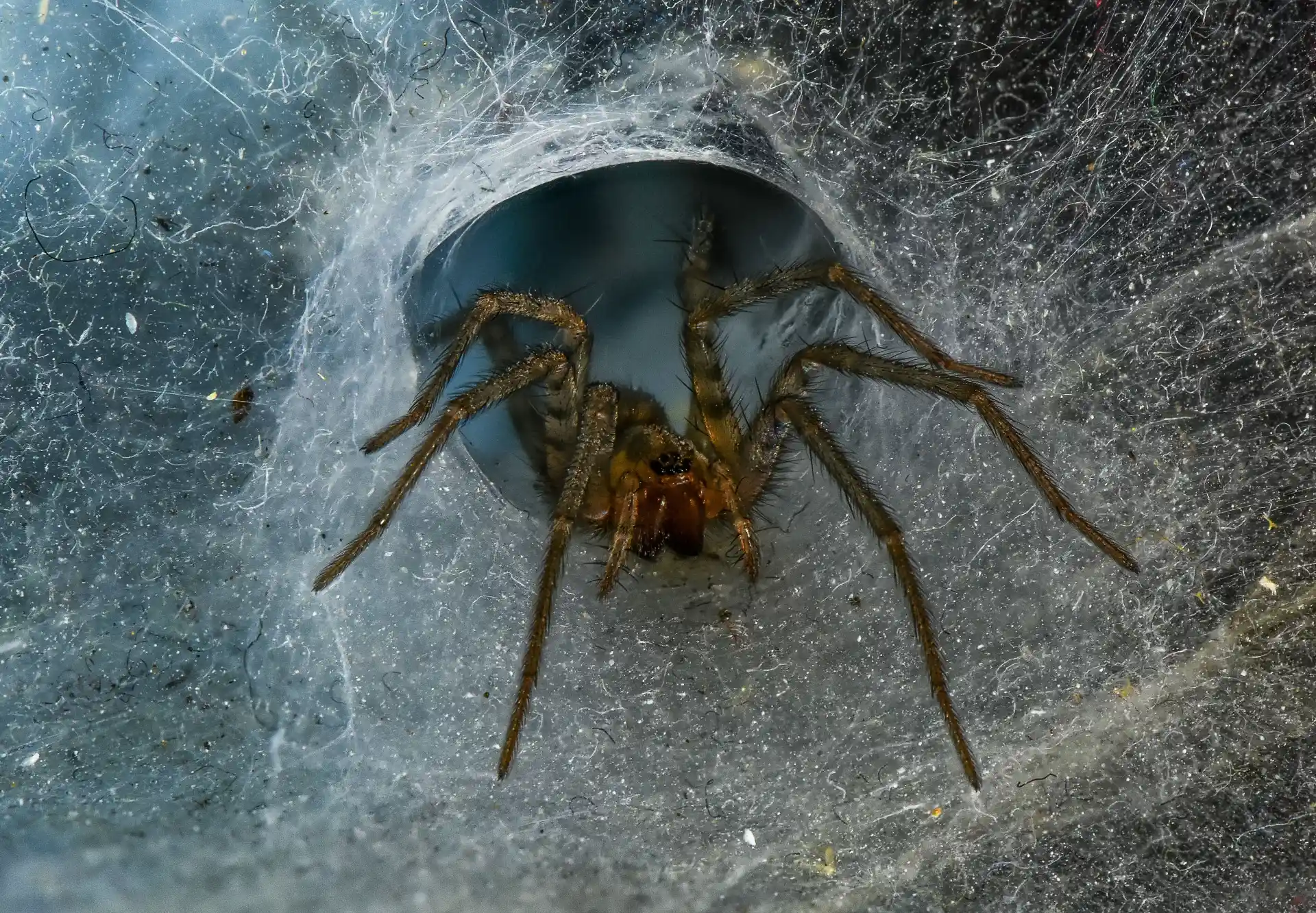 Wolf Spider Control: Interior and Exterior Treatment | Bugsway Spider Control